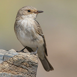 Spotted Flycatcher